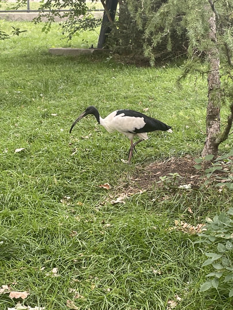 Ibis ID?