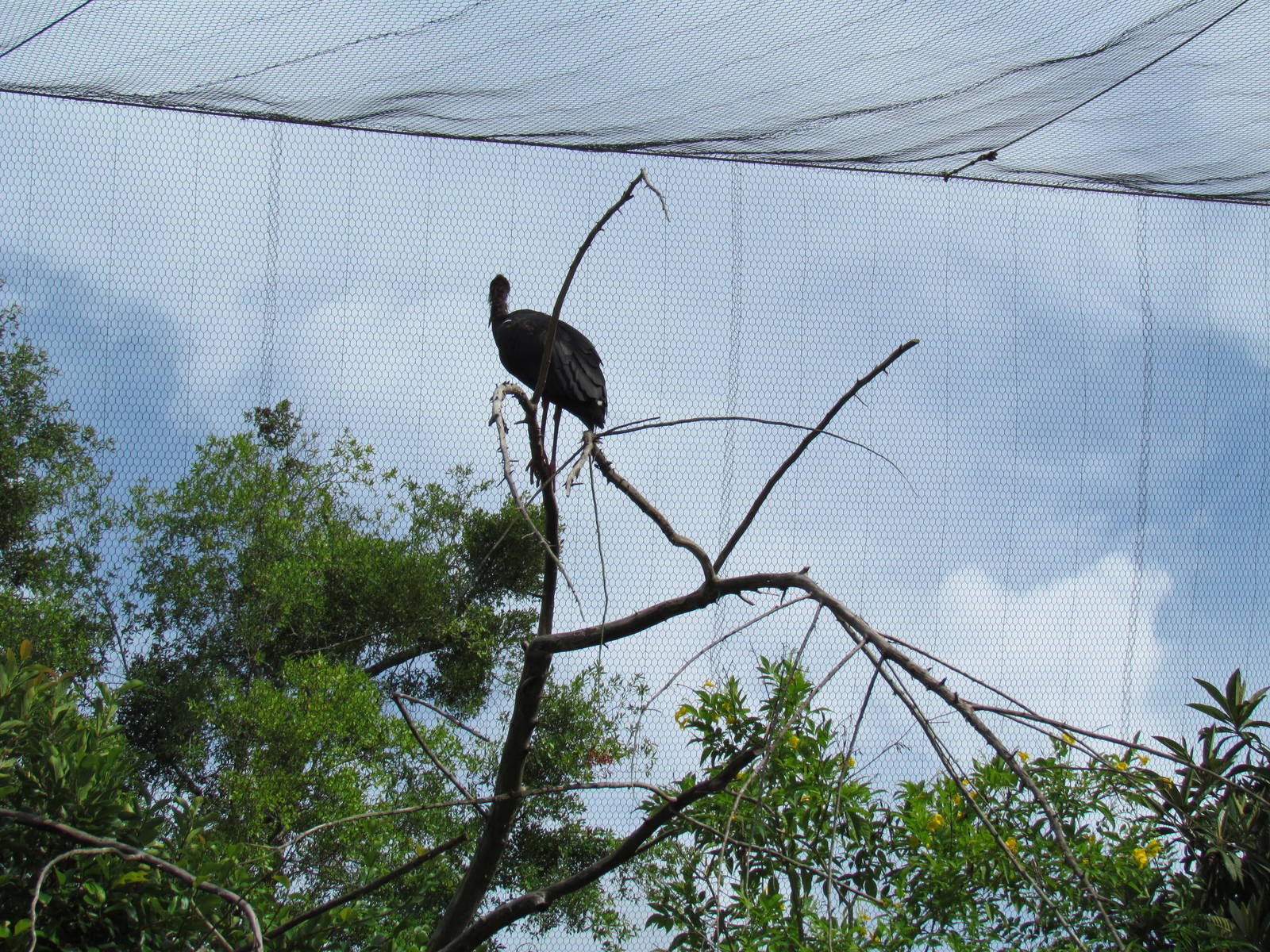 Ibis in River Valley Aviary