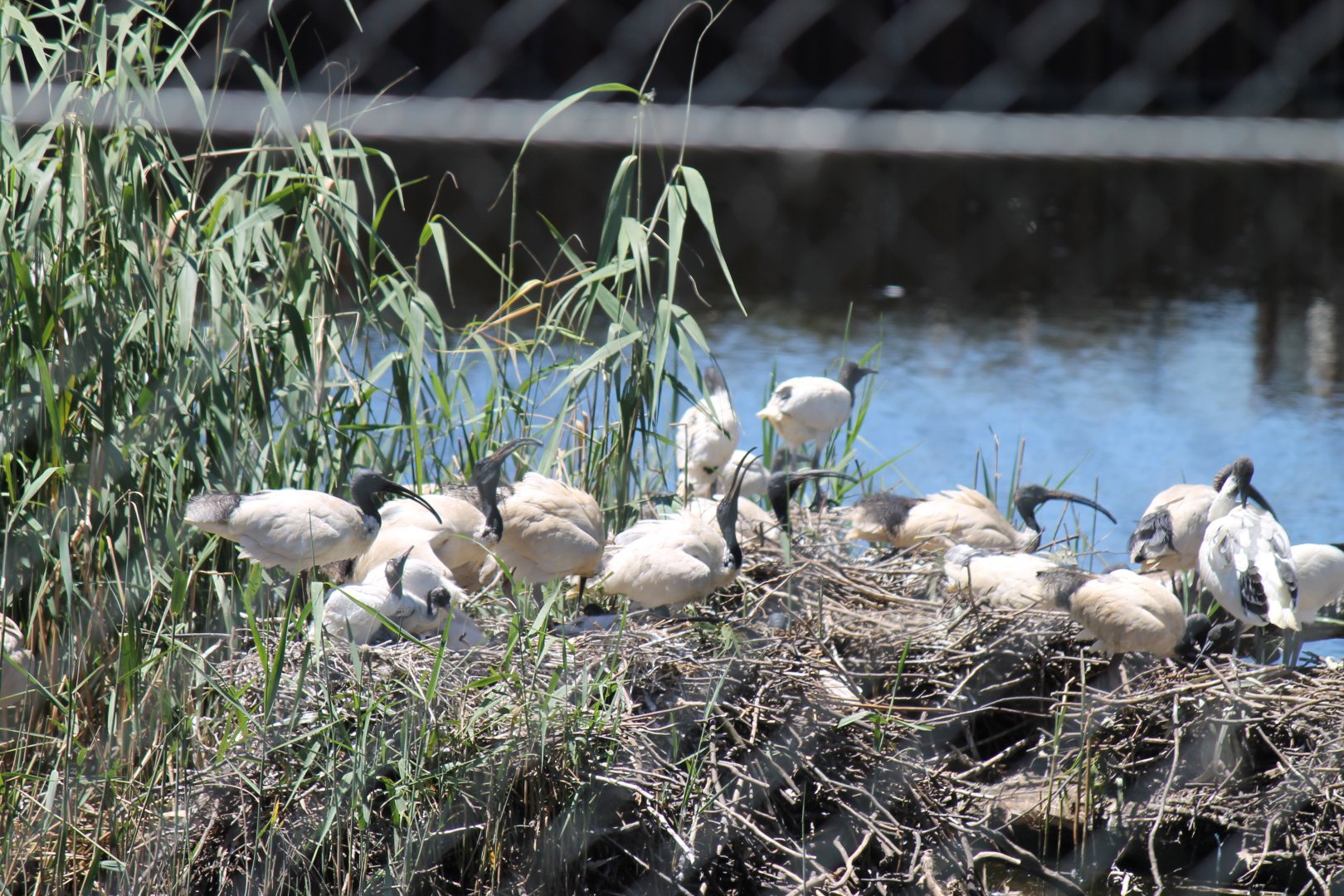 Ibis Rookery