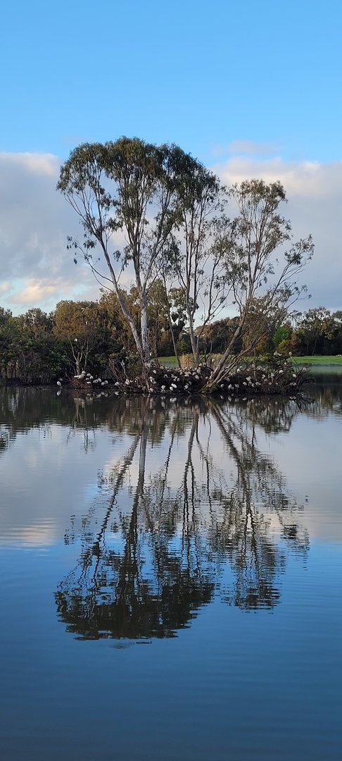 Ibis rookery