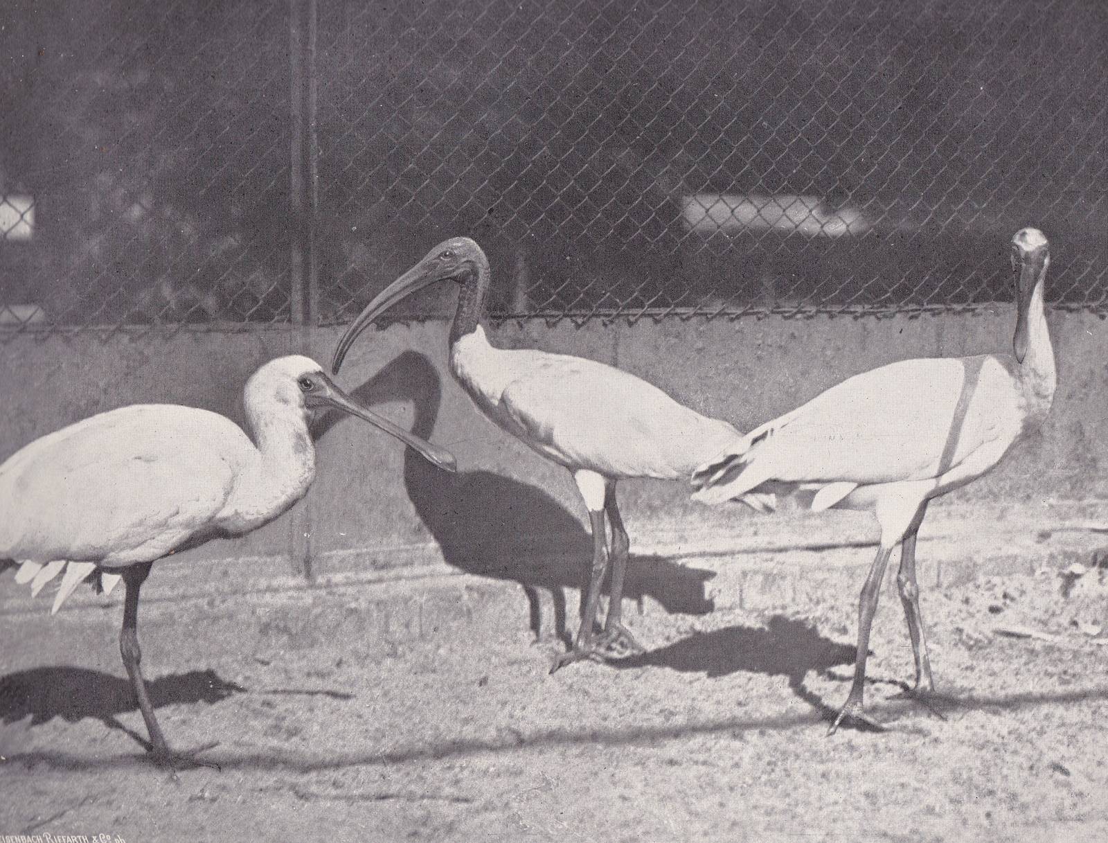 Ibis  x spoonbill hybride