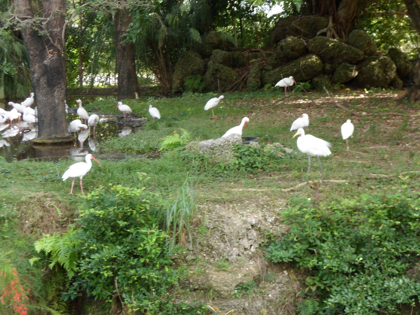 Ibis
