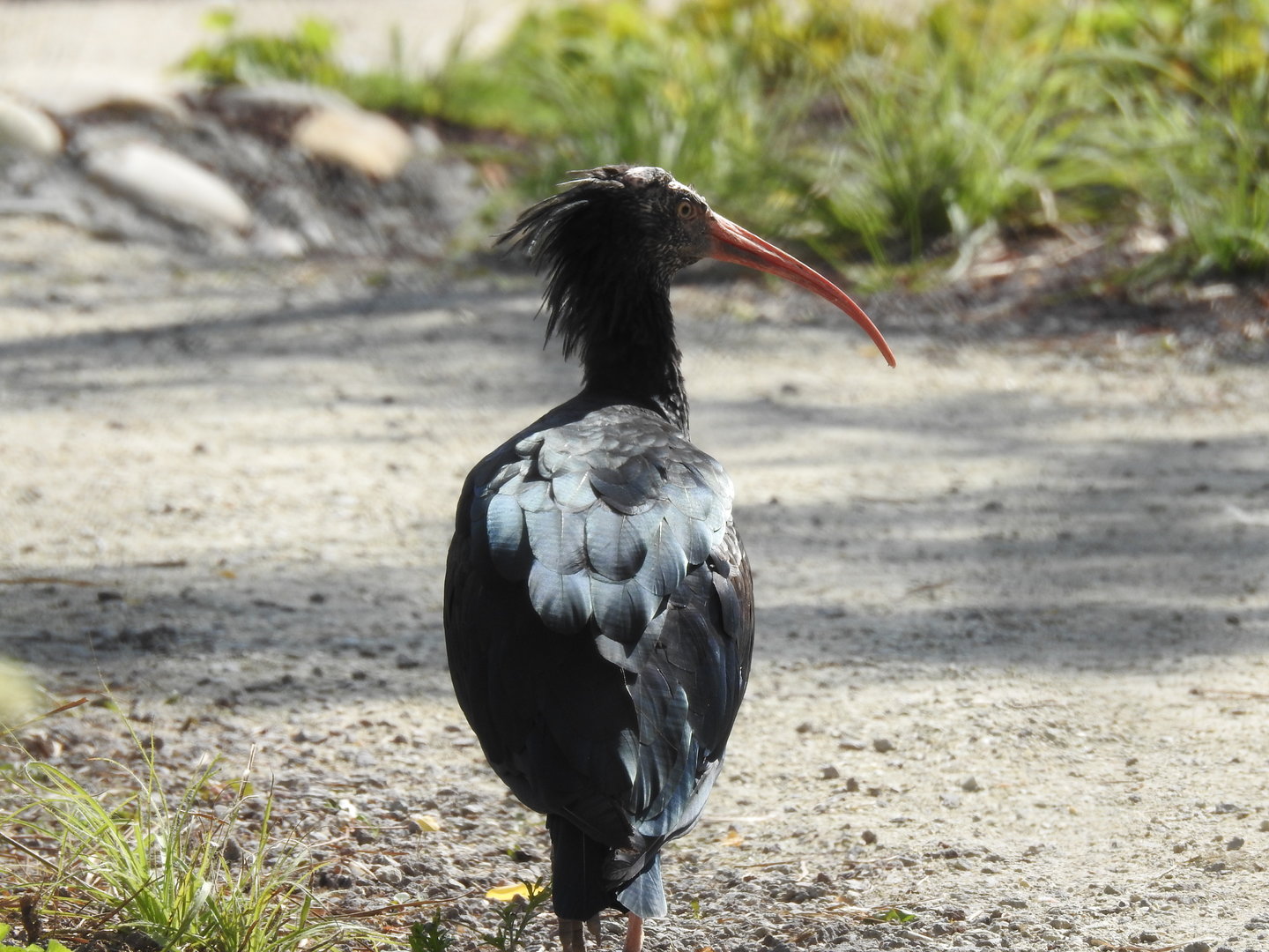 Ibis