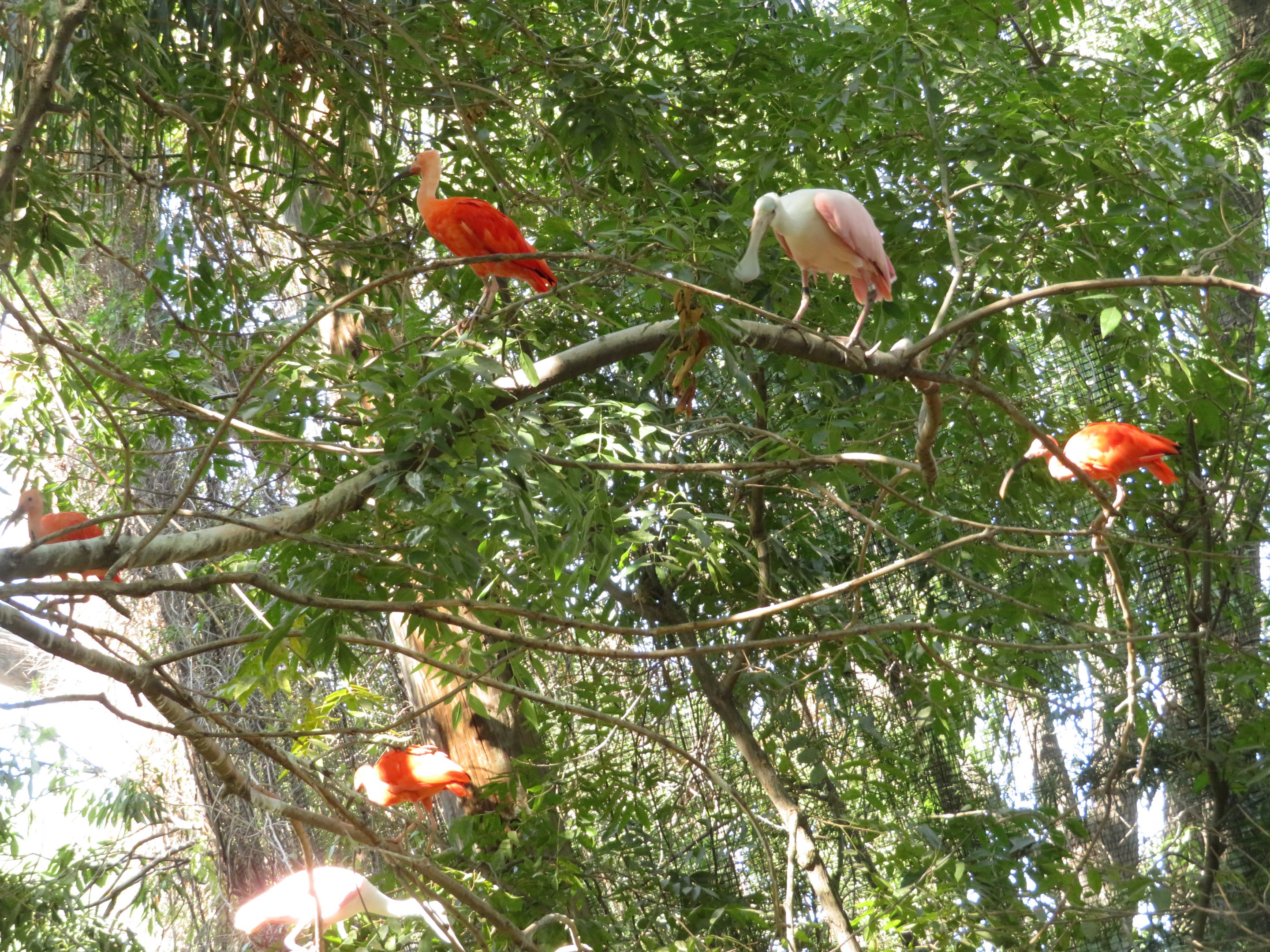 Ibises and Spoonbills Perching