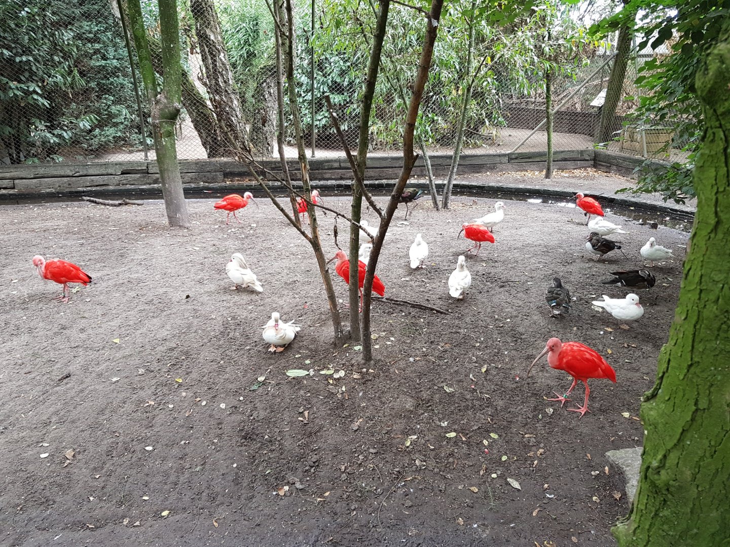 Ibisses and Mandarin ducks