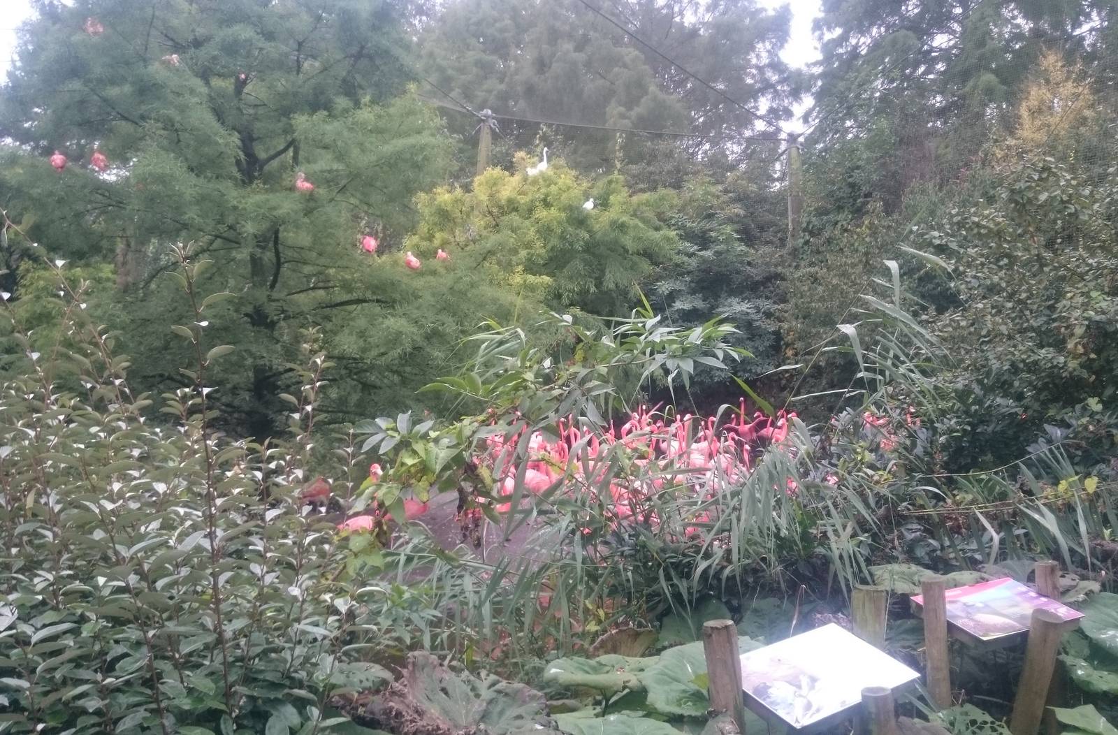 Ibisses, herons, flamingos and signs