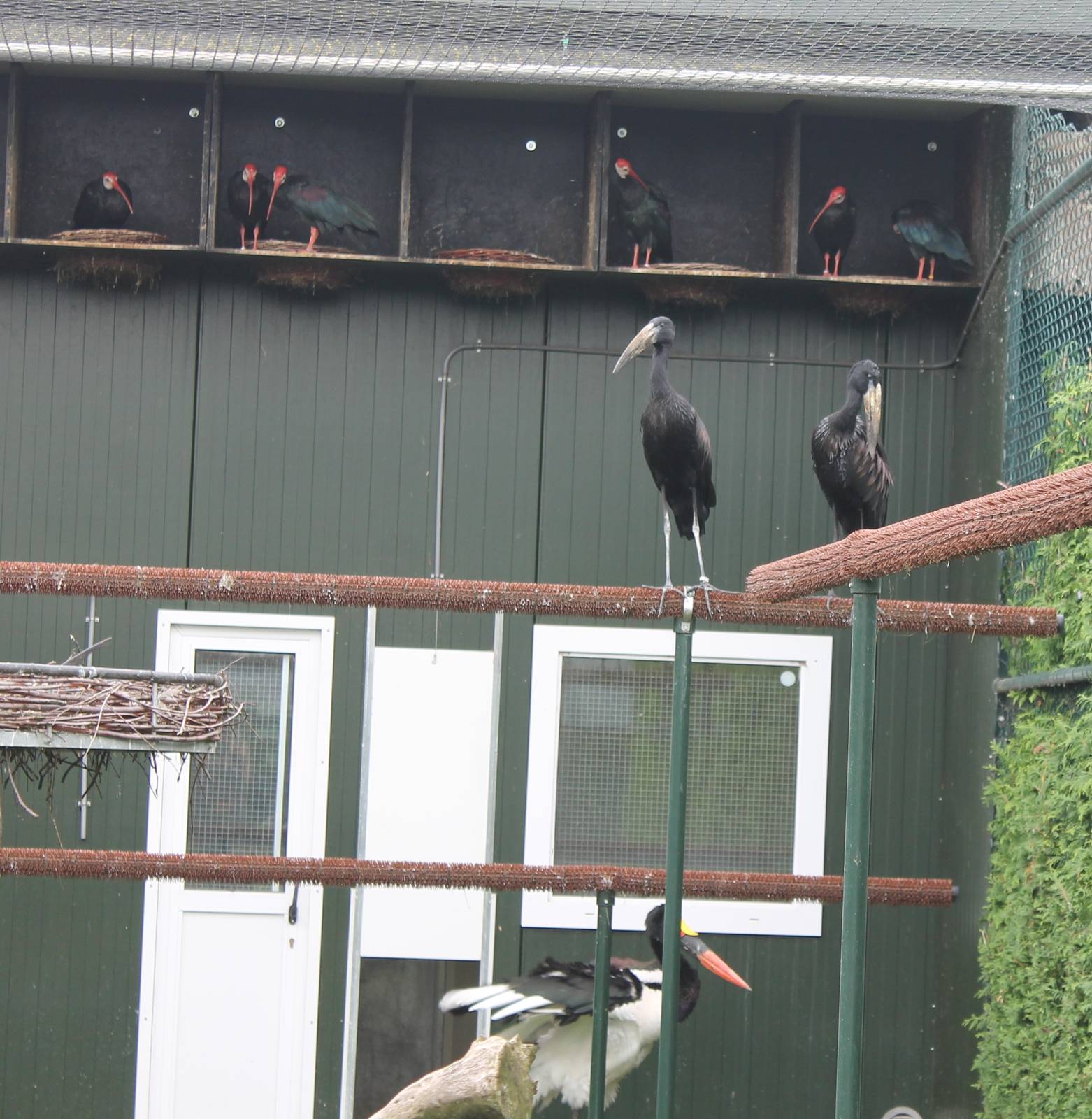 Ibisses, Open-bills and Sattle-billed stork