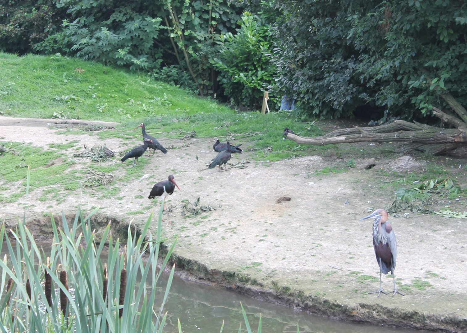 Ibisses - Stork - Heron