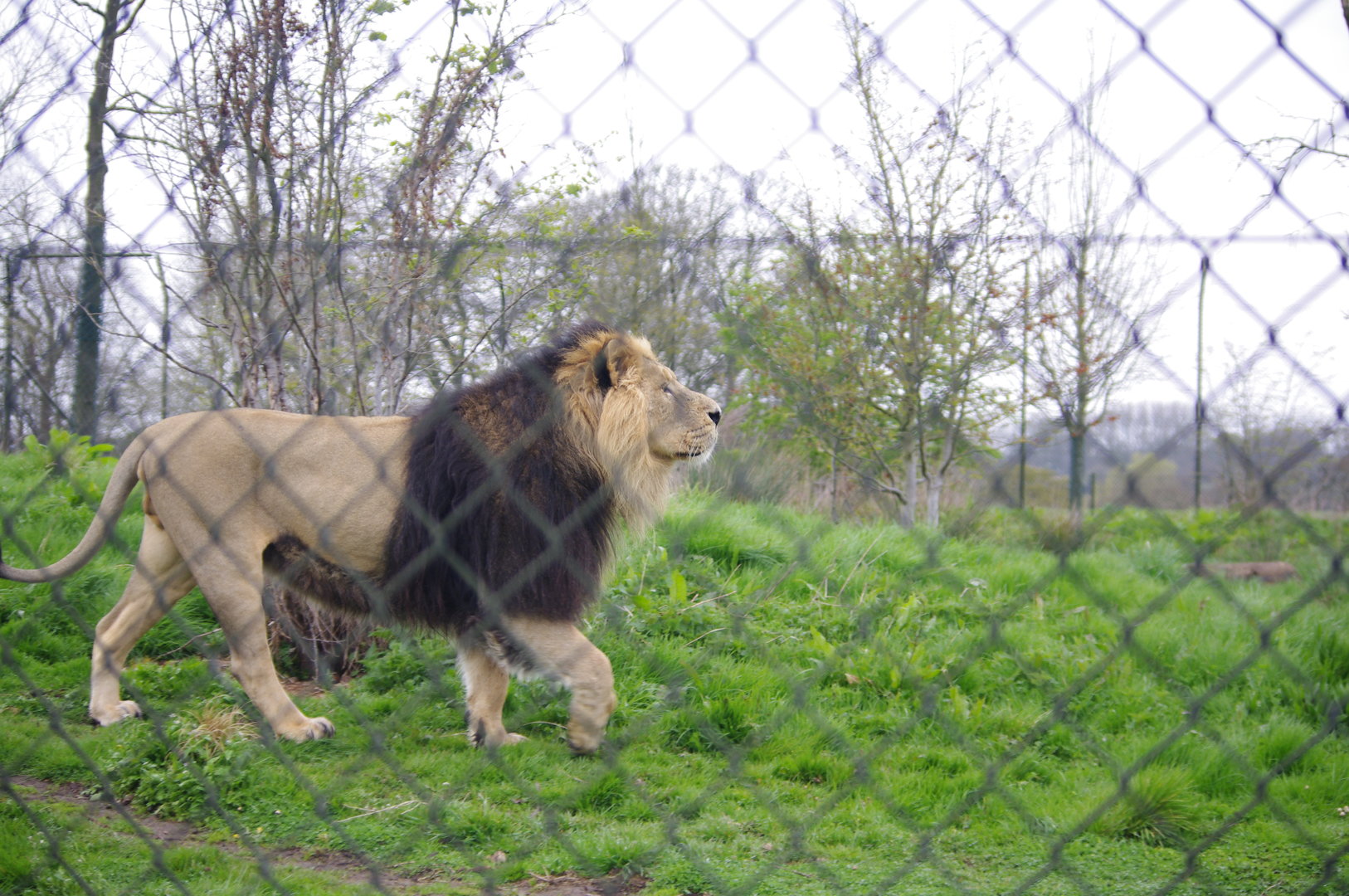 Iblis- Asiatic Lion- 5/4/2023