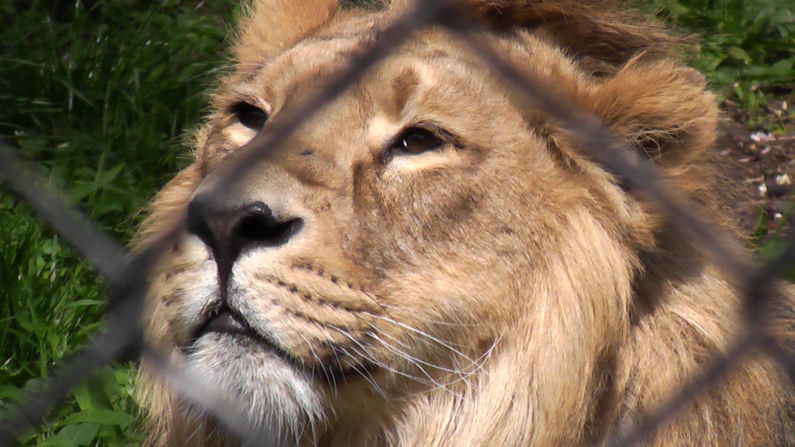 Iblis - Chester Zoo 2010