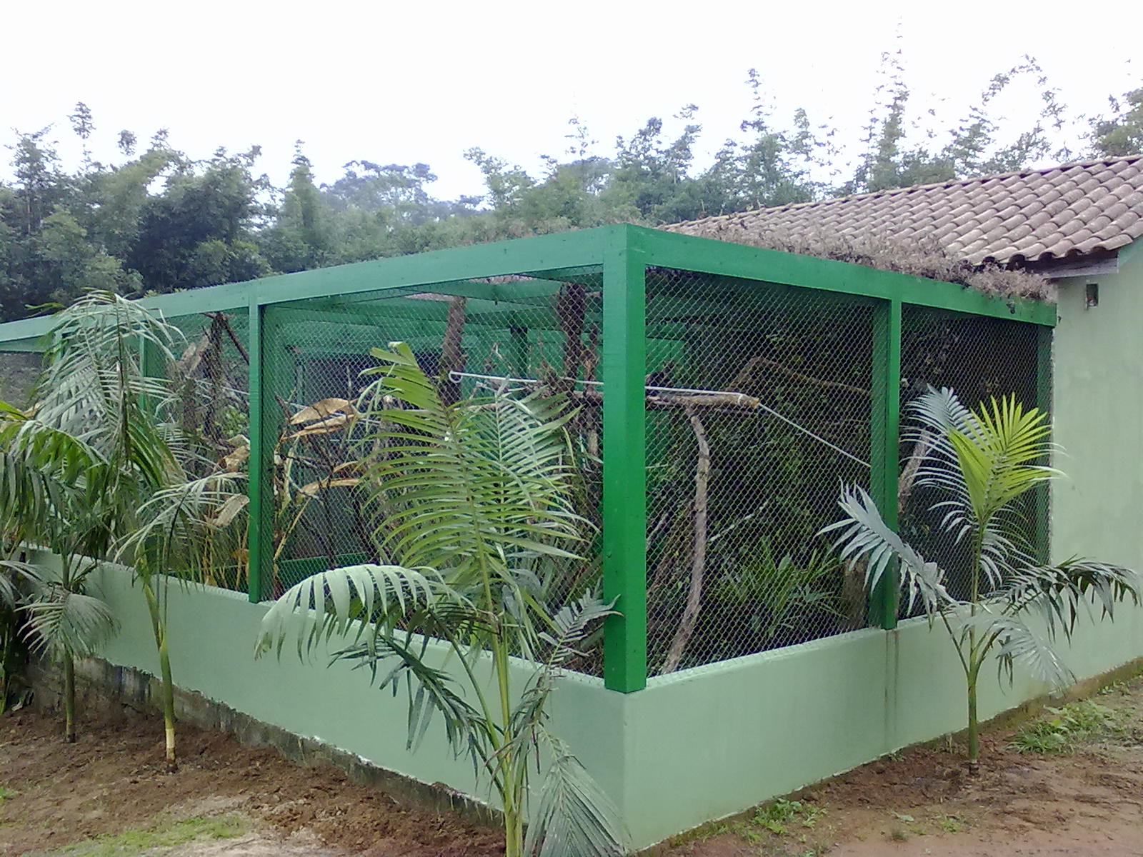 IBRACNA - Callitrichid´s