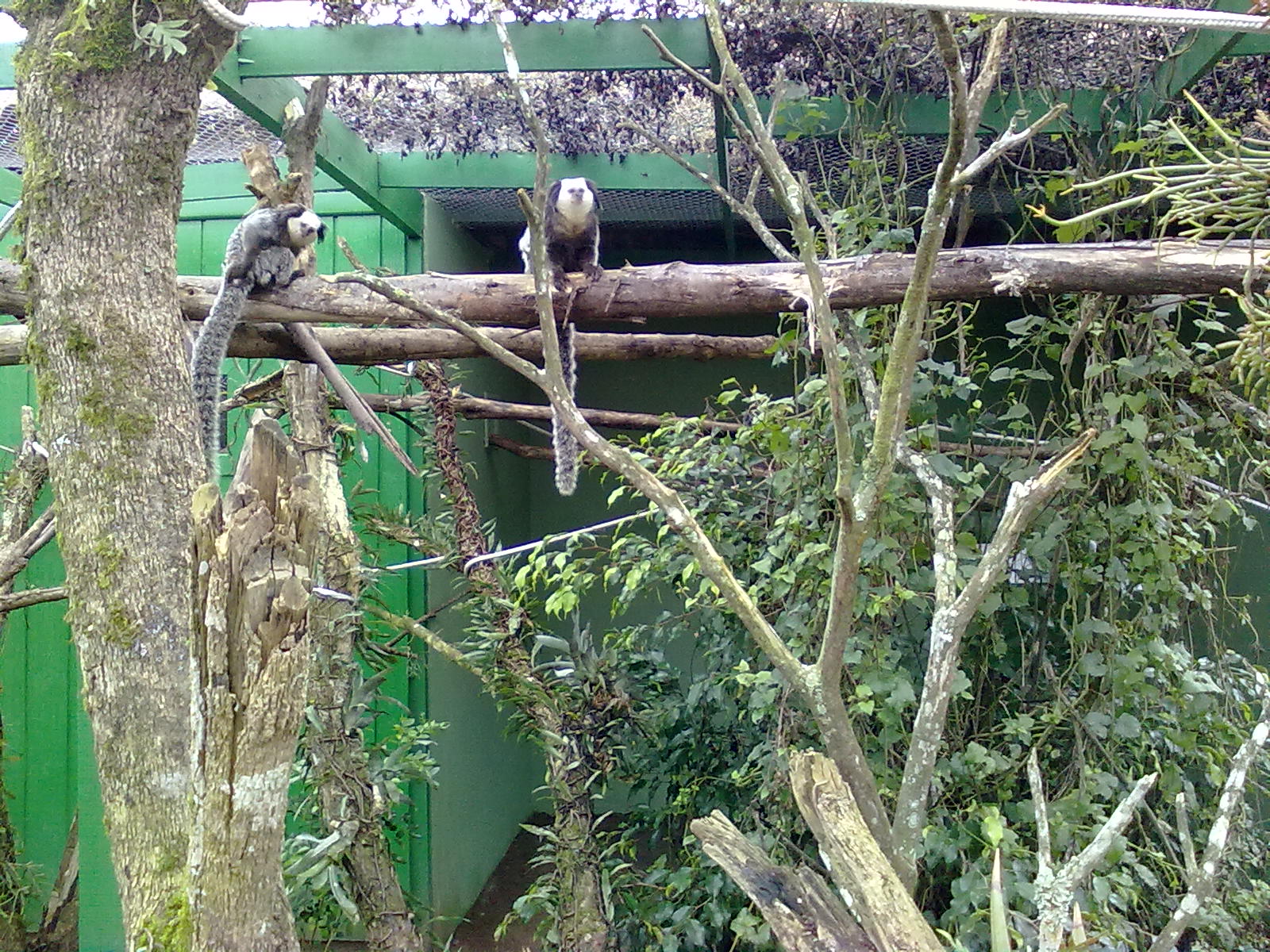 IBRACNA - Callitrichid´s