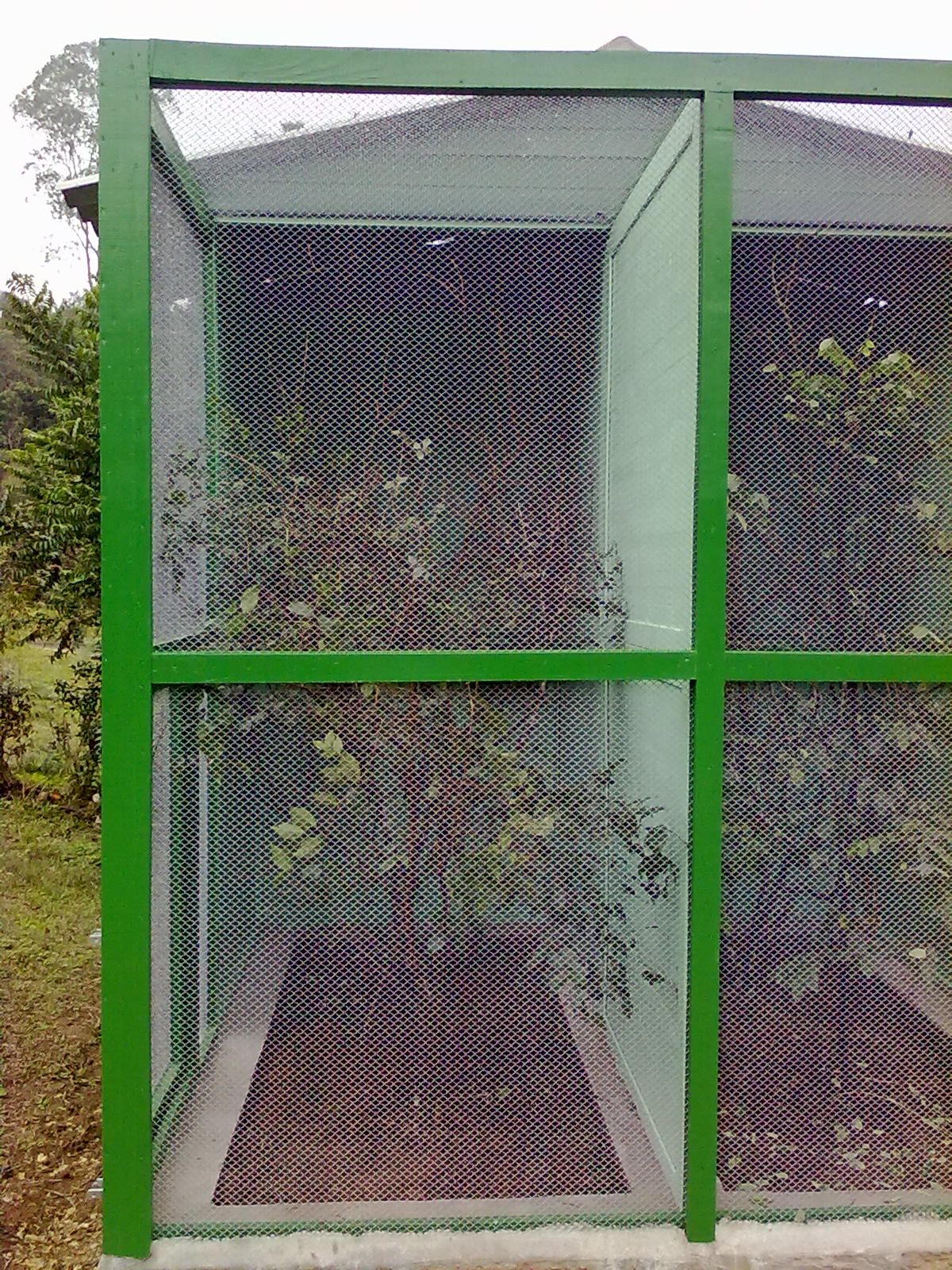 IBRACNA - Passerines