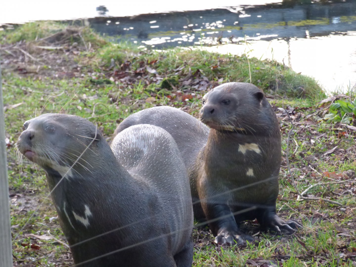 Icana and Runa the Giant Otters