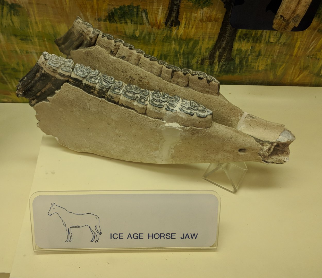 Ice Age Horse Jaw