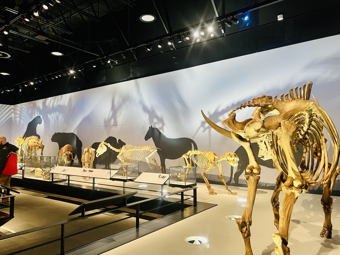 Ice Age Mammal Display