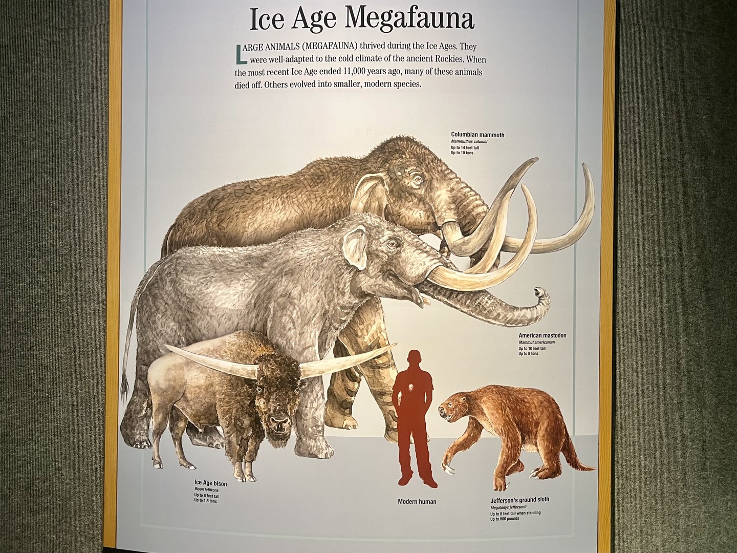 Ice Age Megafauna