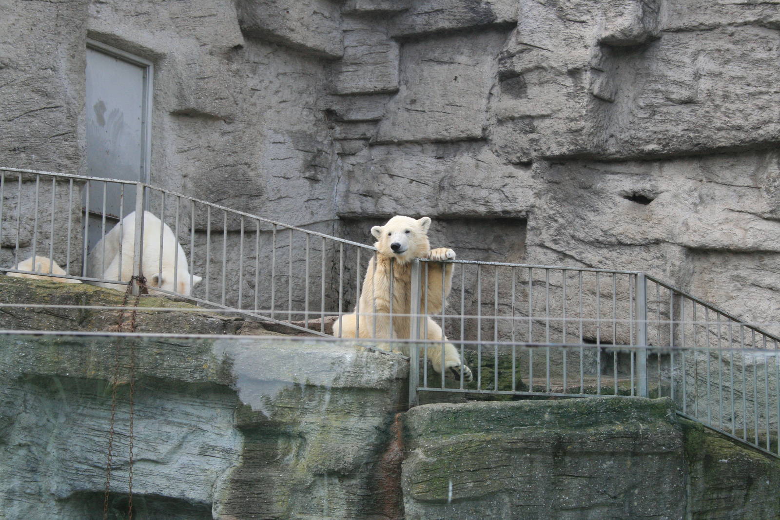 ice bear (polar) - zoo trip europe 2008