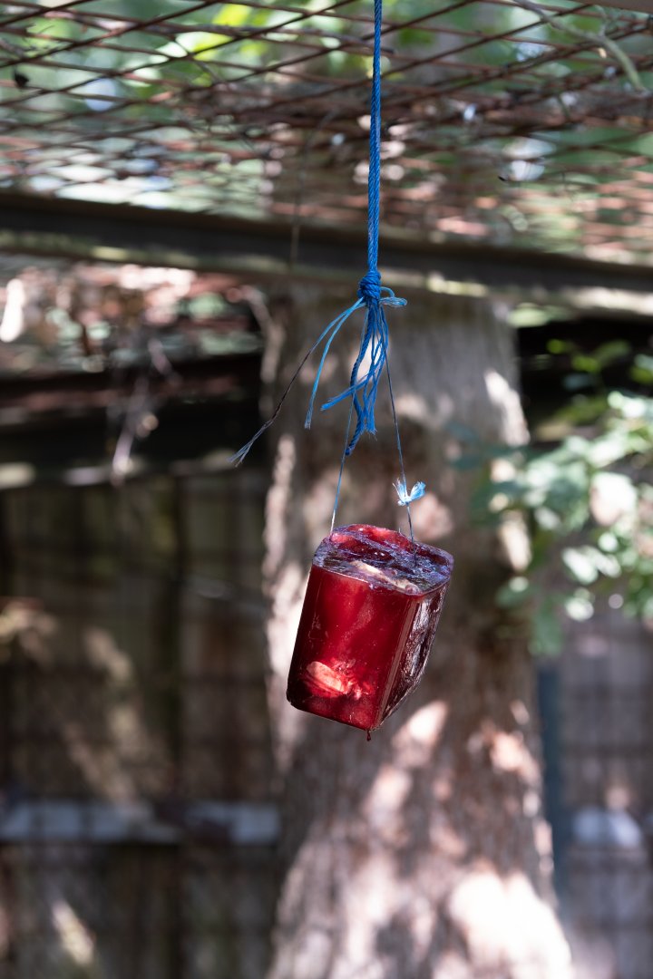 Ice for tigers at 39°C