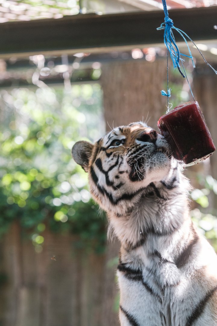 Ice for tigers at 39°C