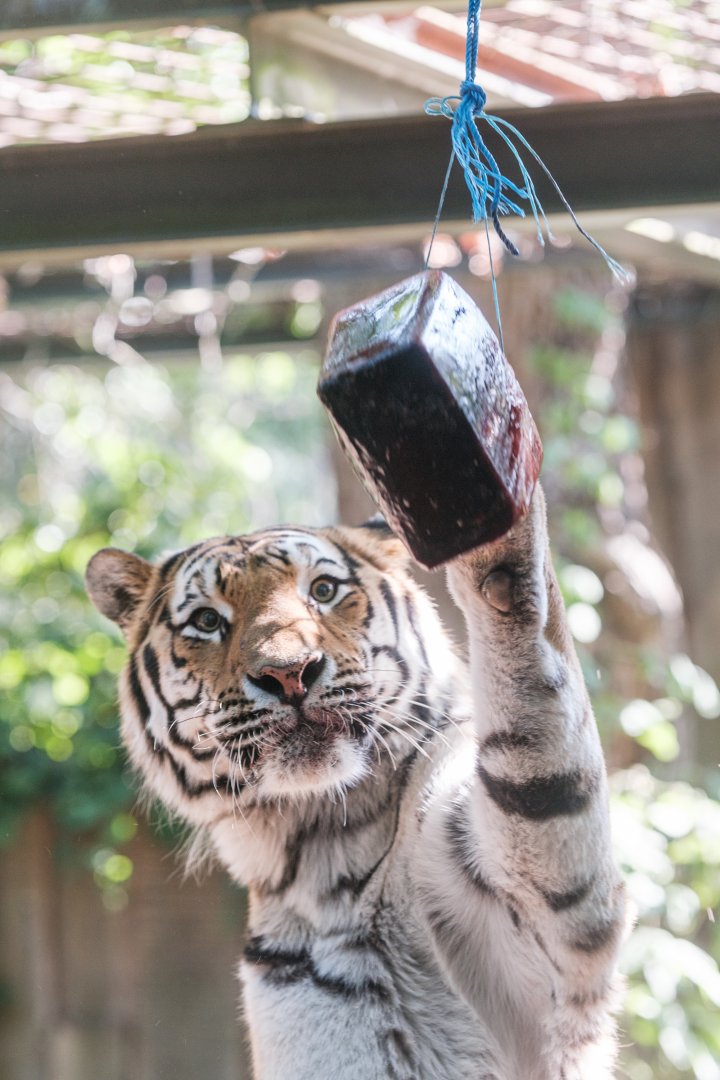 Ice for tigers at 39°C