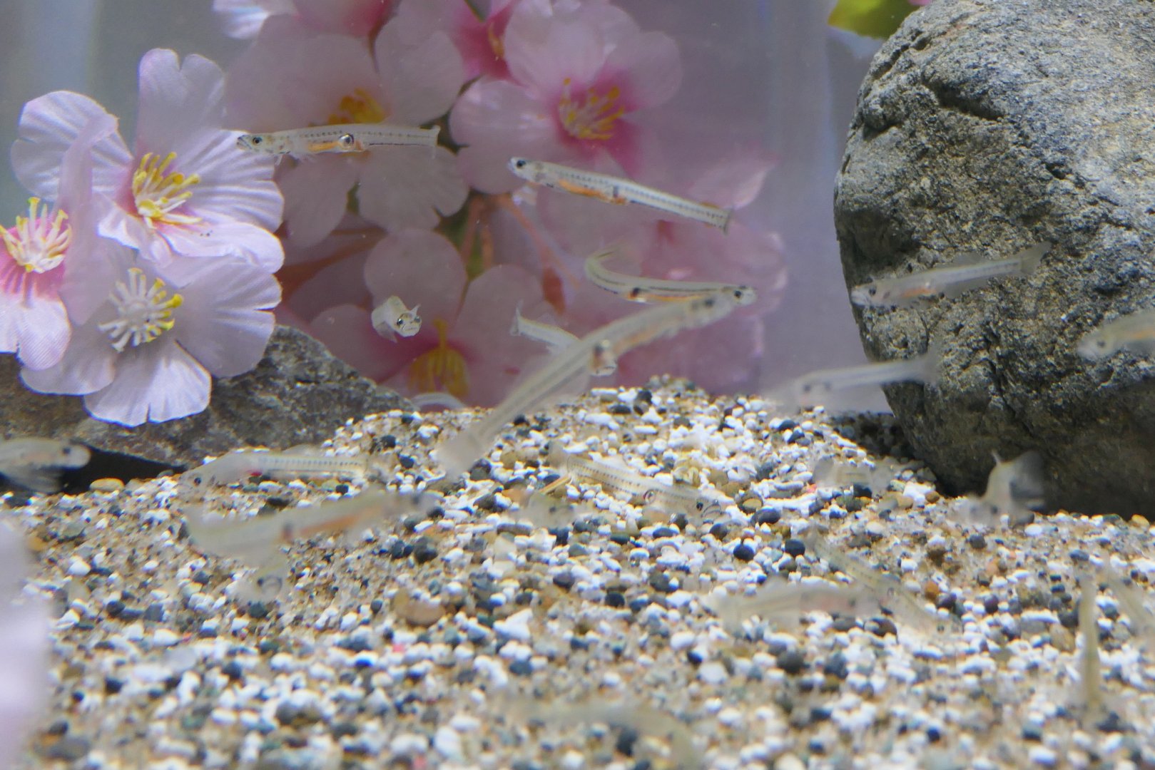 Ice Goby (Leucopsarion petersii)