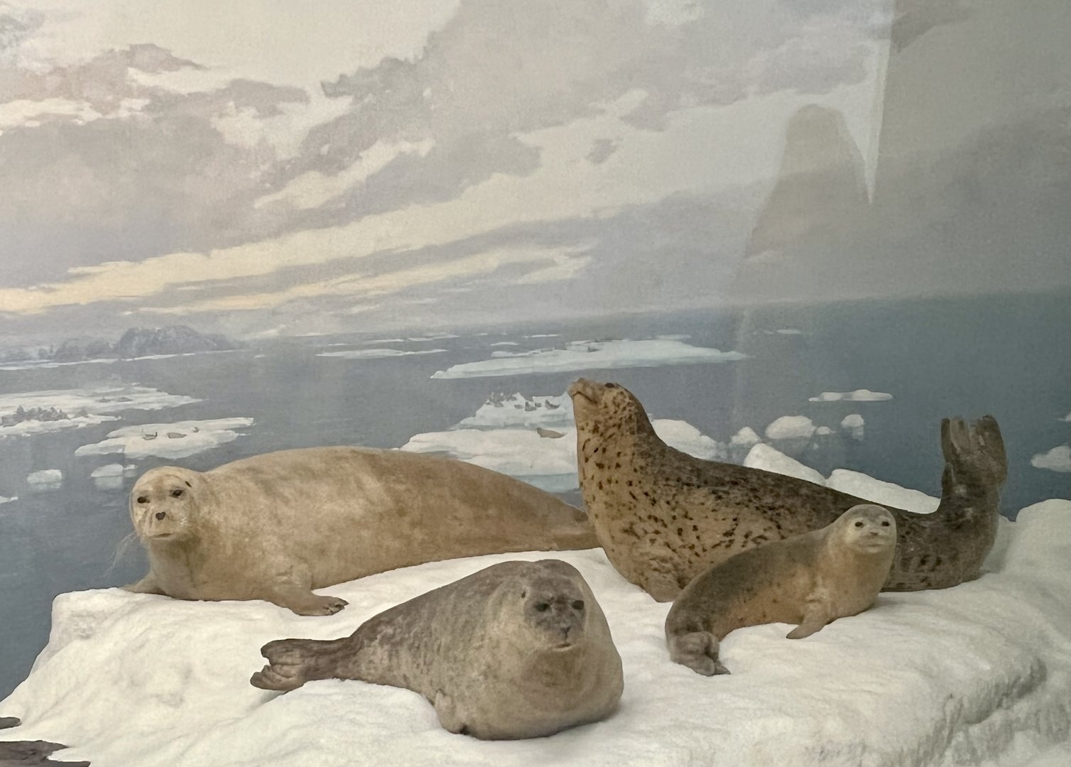 Ice Seals - Bearded, Ringed, and Spotted