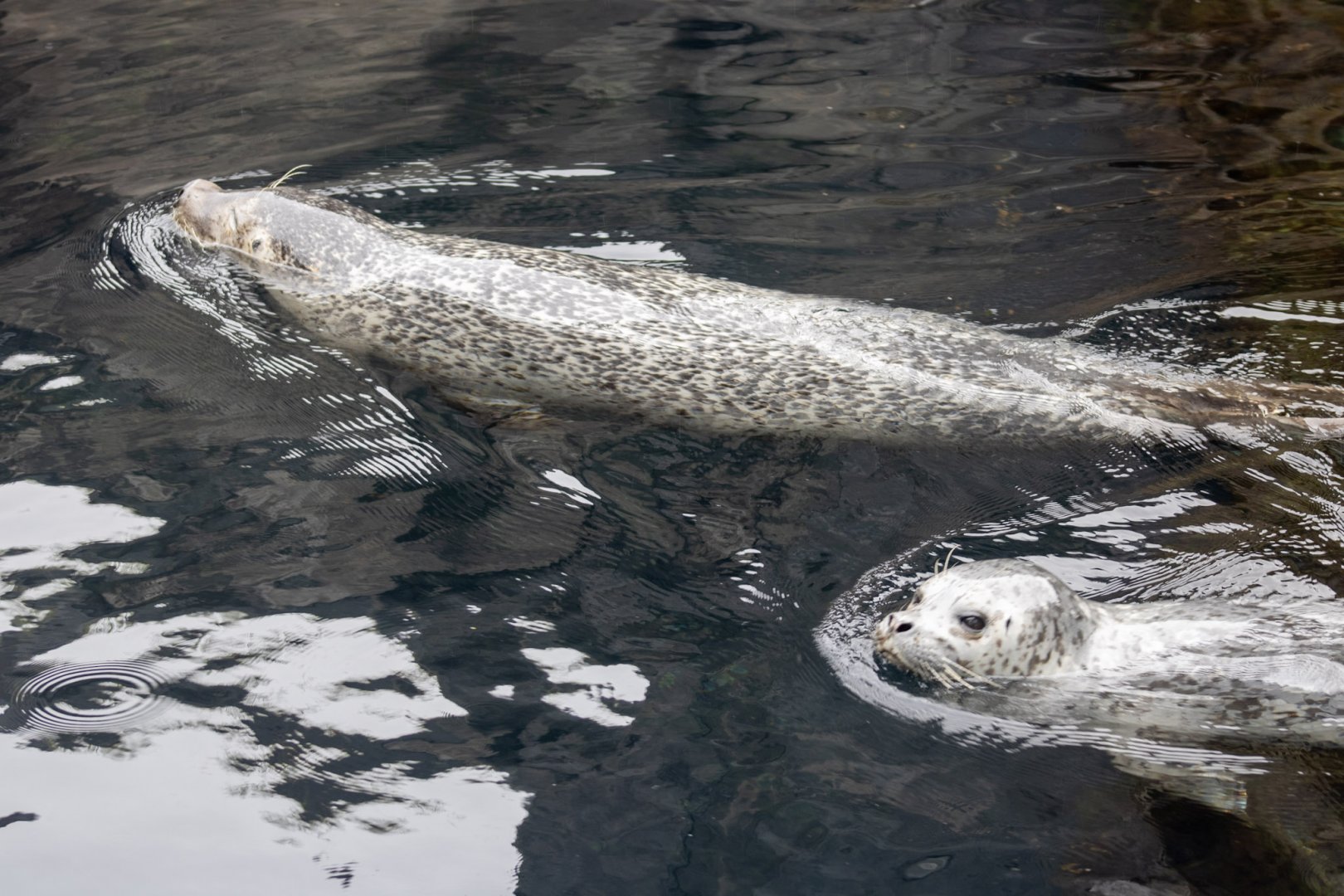 "Ice" Seals.  The exhibit holds Ringed, Spotted, and Harbor Seals.
