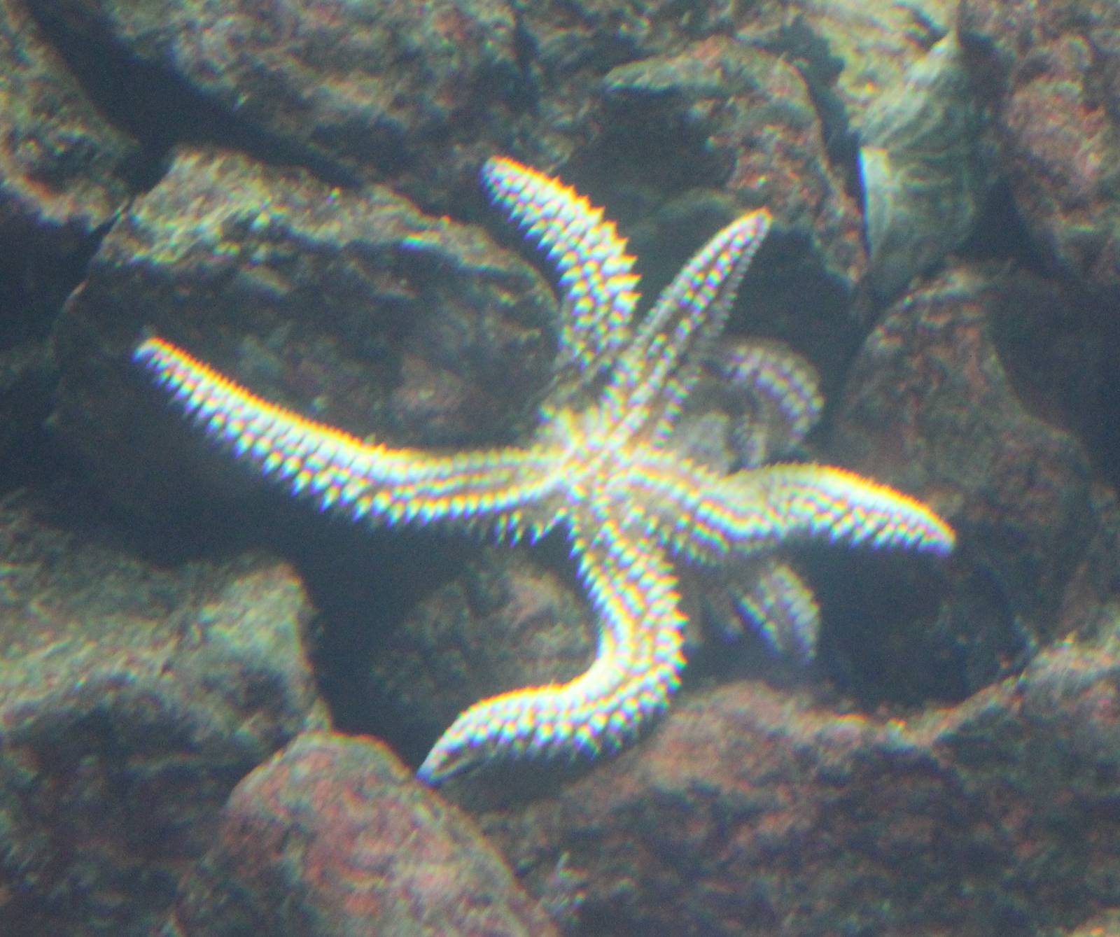 Ice- seastar