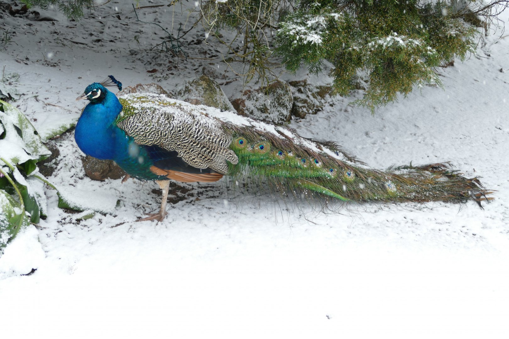 Iced Peacock, 28 February 2018