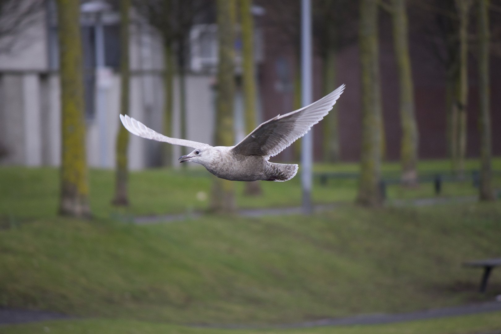 Iceland Gull