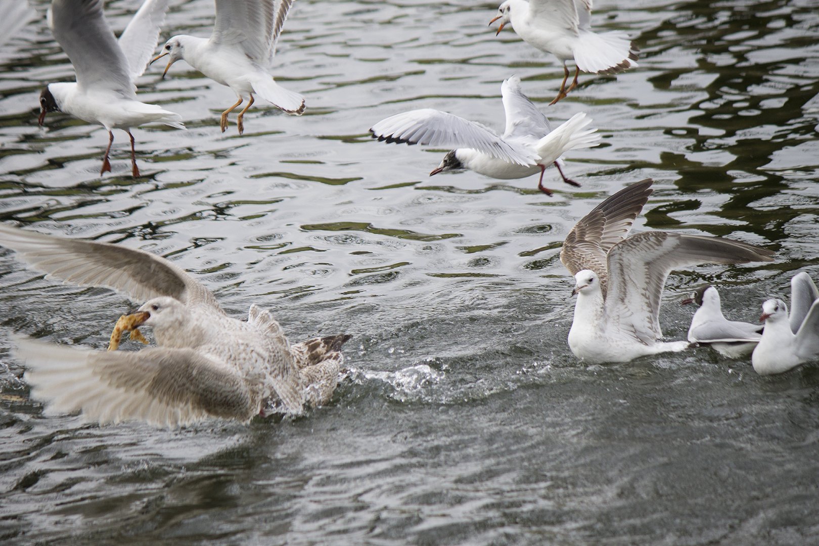 Iceland Gull