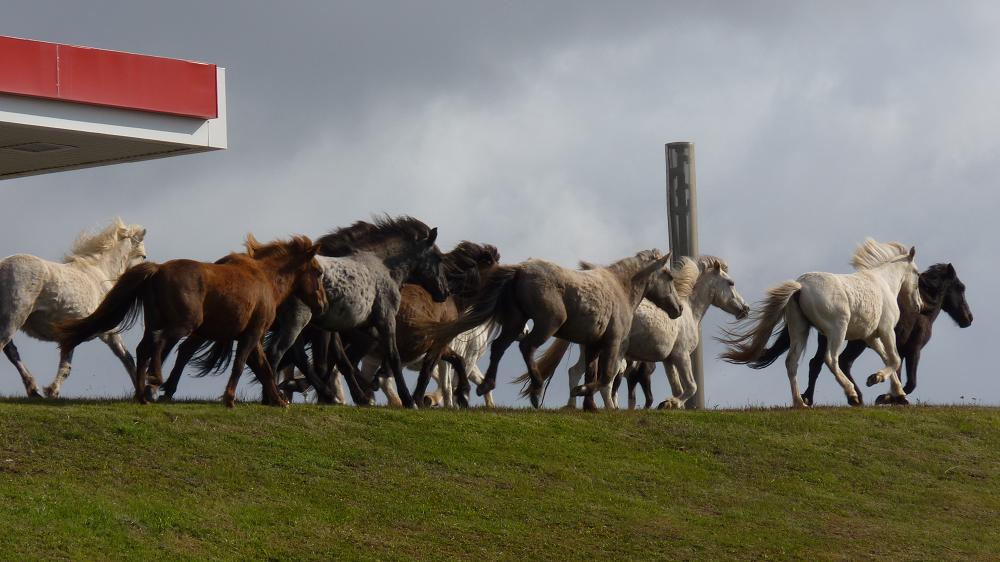 Icelandic horses being herded along Route 1