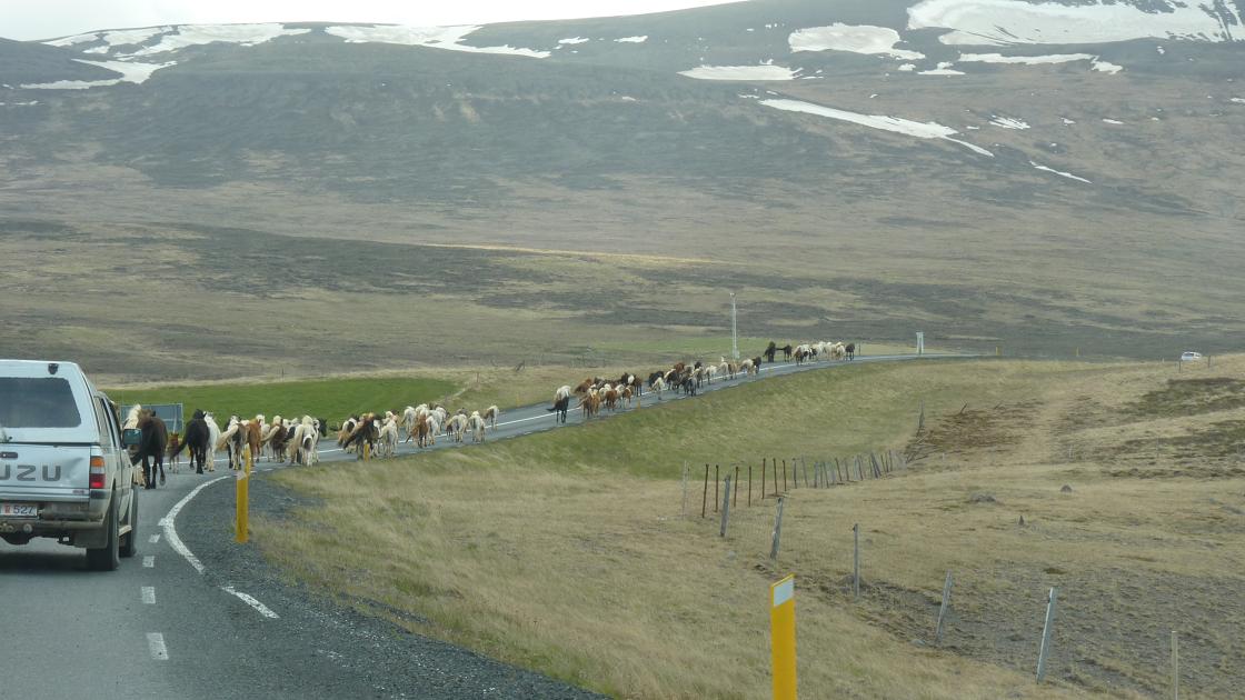 Icelandic horses being herded along Route 1