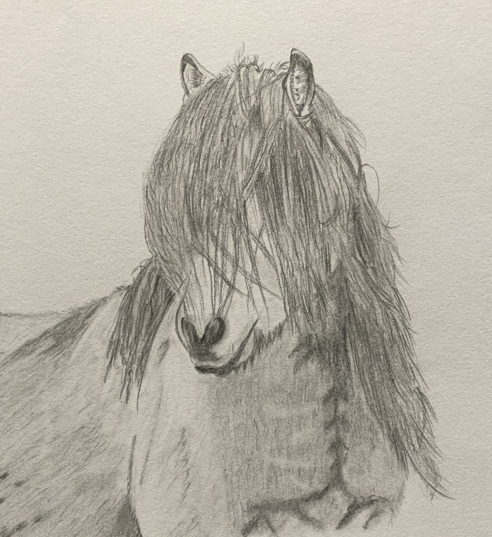 Icelandic Pony