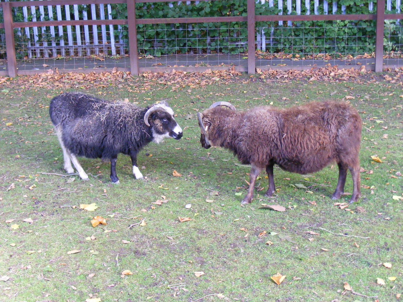 Icelandic sheep at Birmingham Nature Centre, 30 August 2010