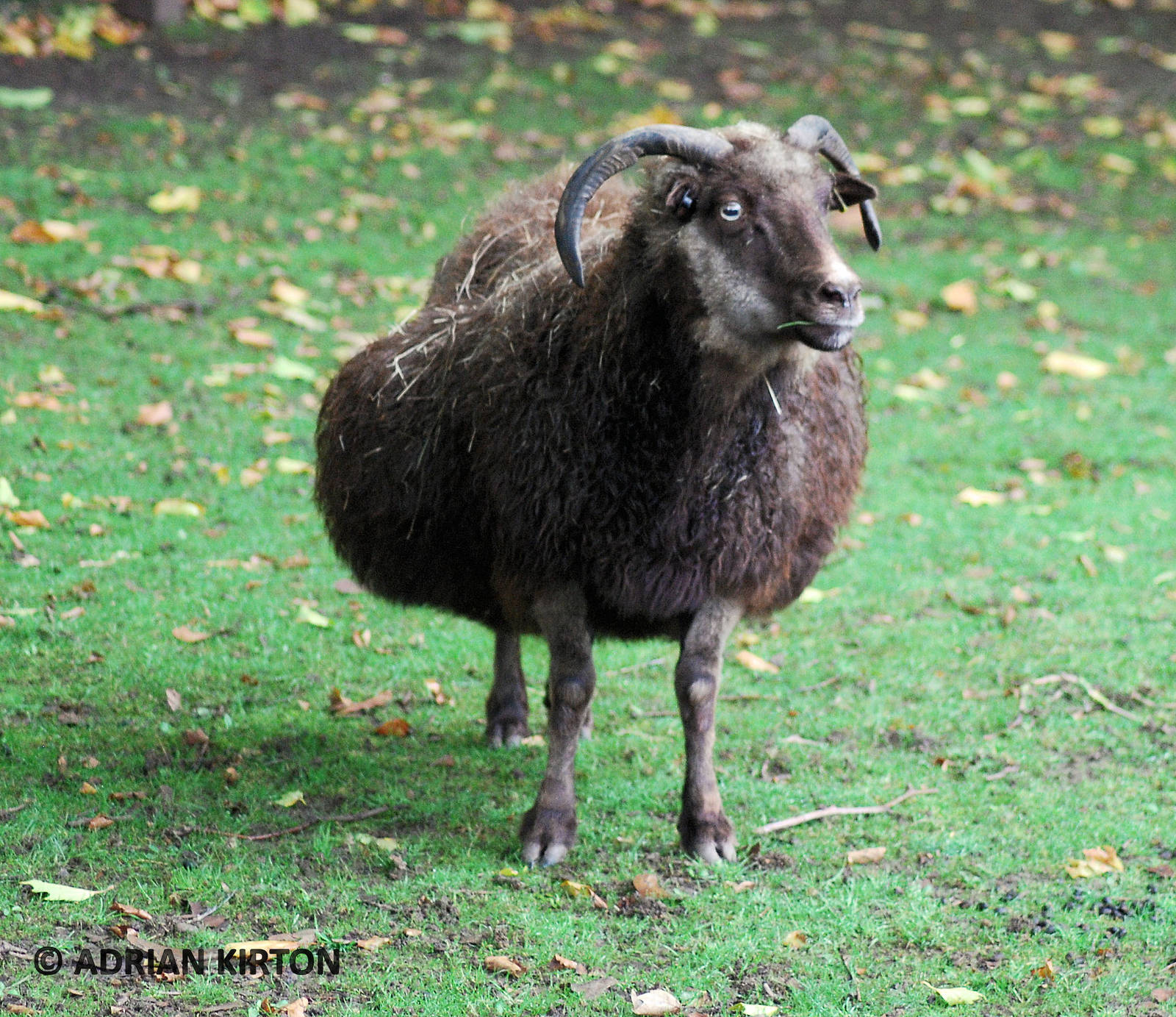 ICELANDIC SHEEP