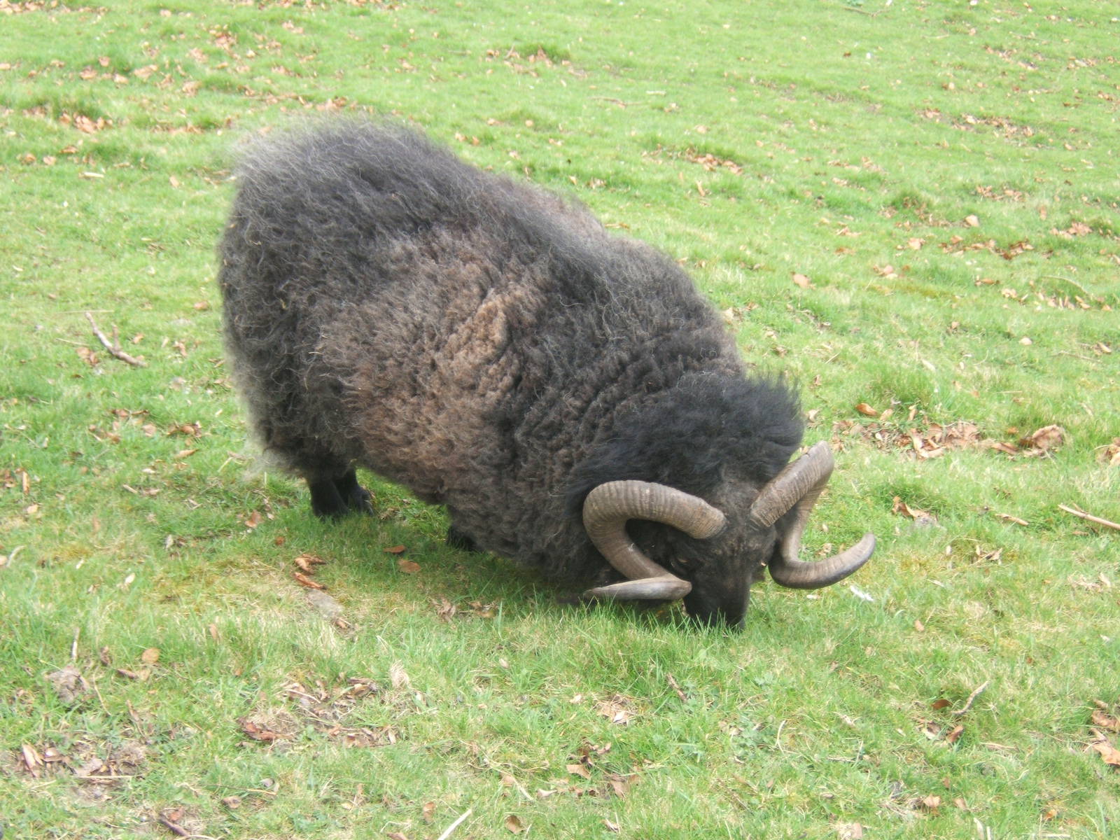 Icelandic Sheep