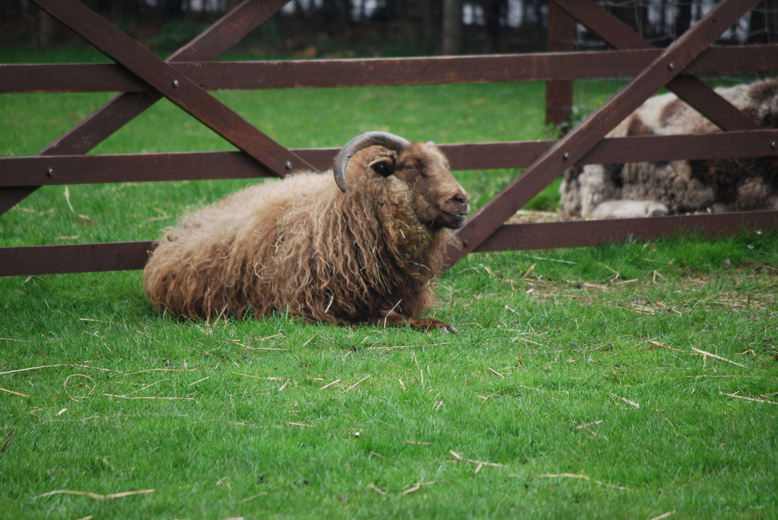 ICELANDIC SHEEP