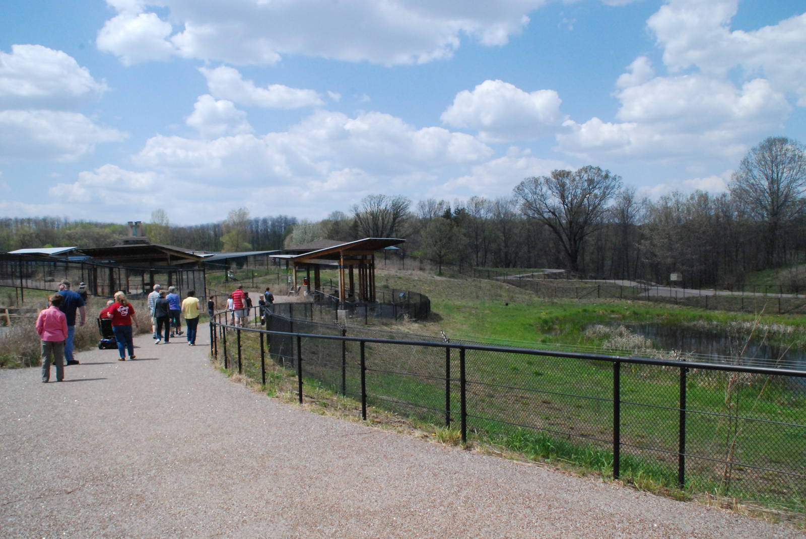 ICF - African Cranes