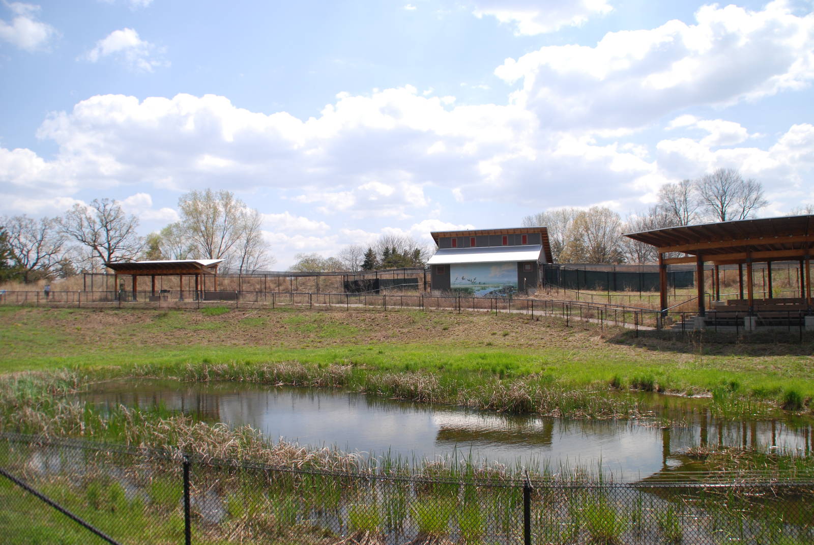 ICF - African Cranes
