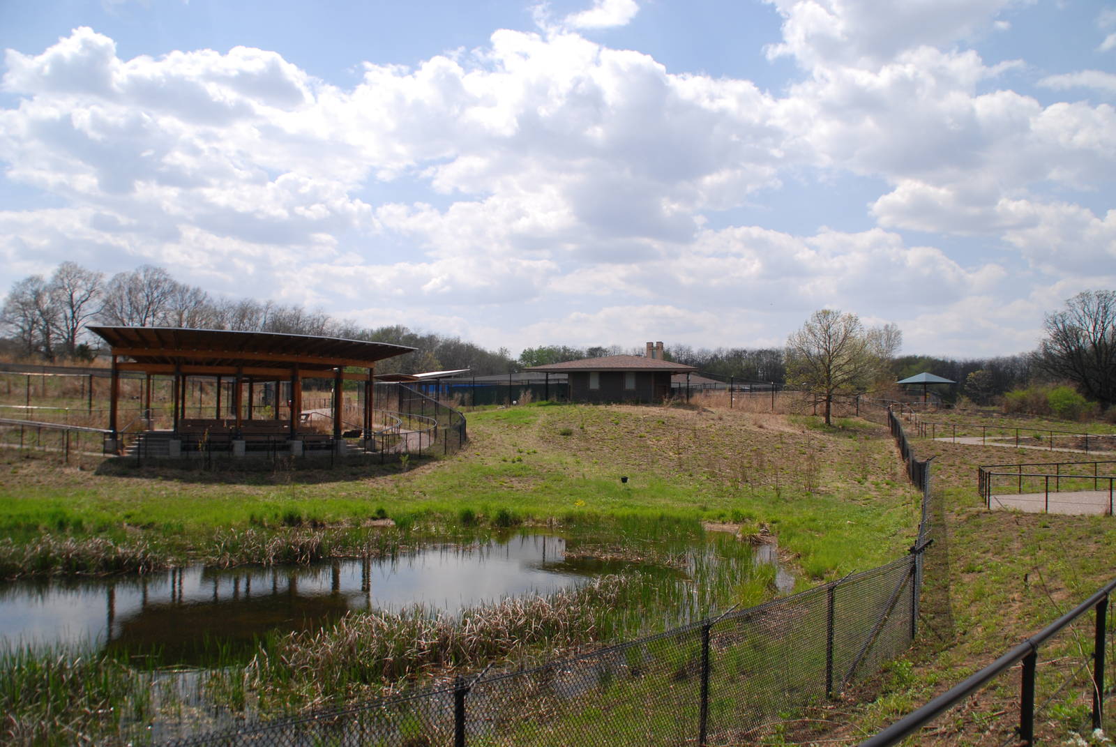 ICF - African Cranes