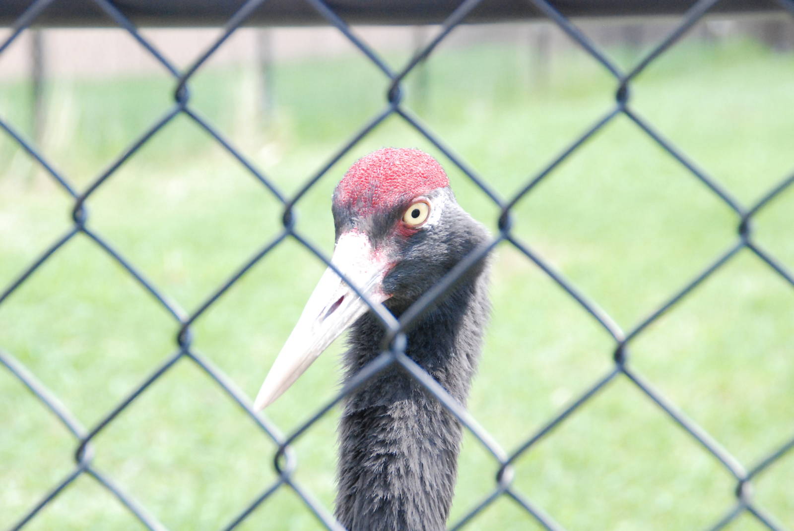 ICF - Black-necked Crane