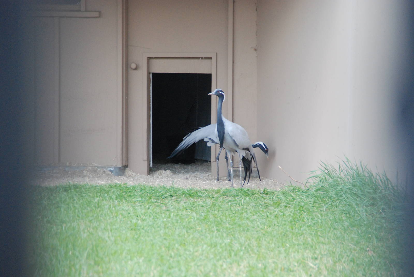 ICF - Demoiselle Crane