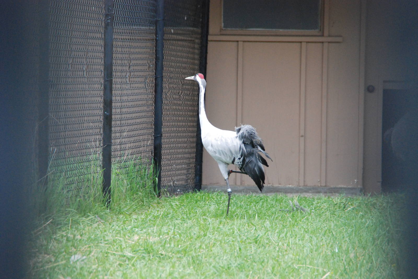 ICF - Eurasian Crane