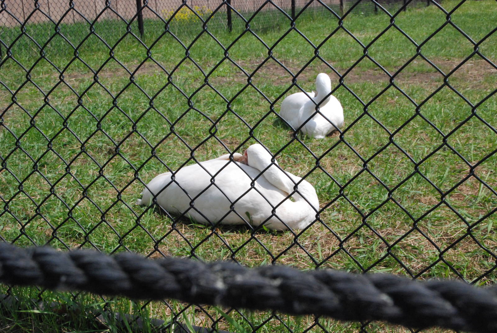 ICF - Siberian Crane