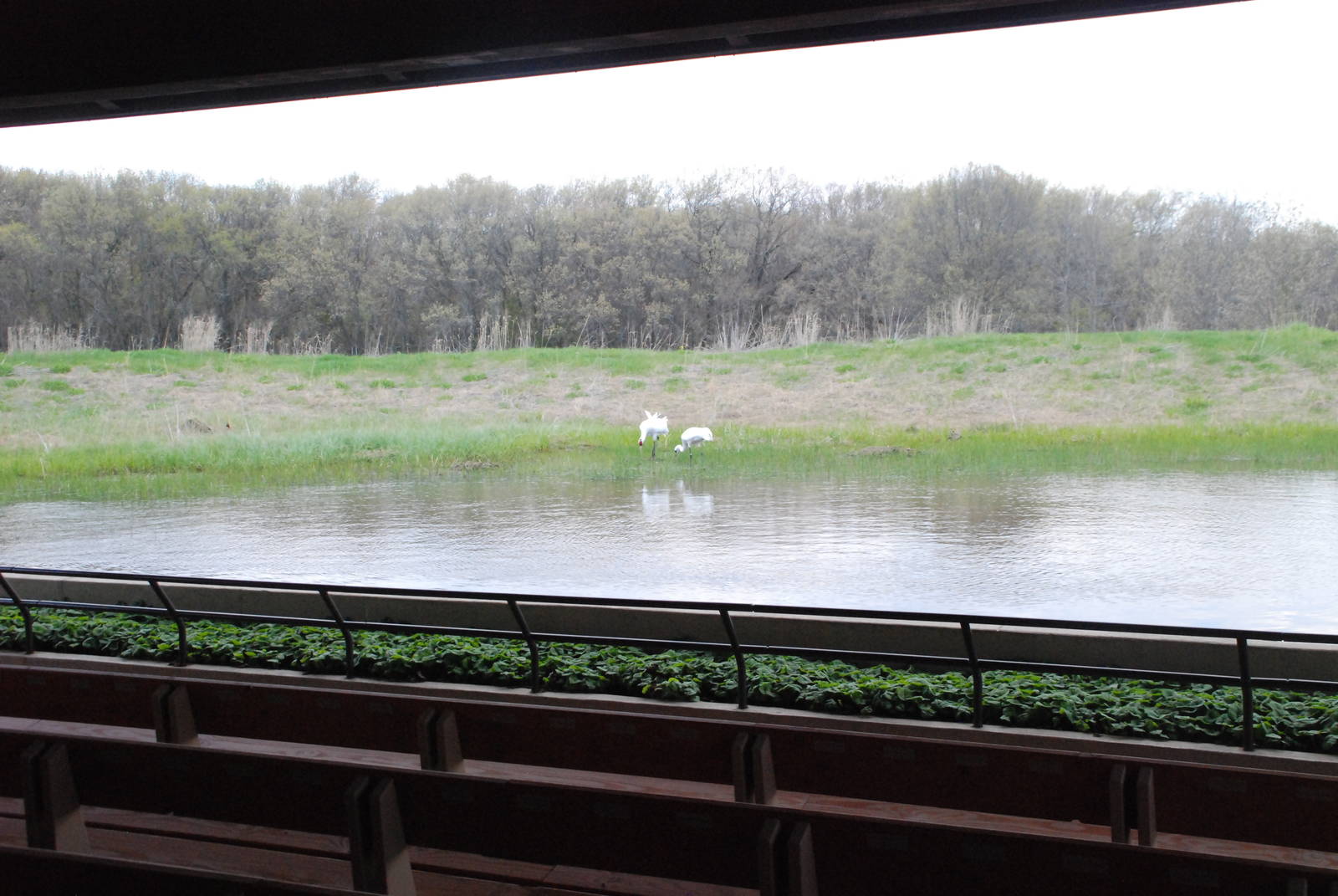 ICF - Whooping Crane