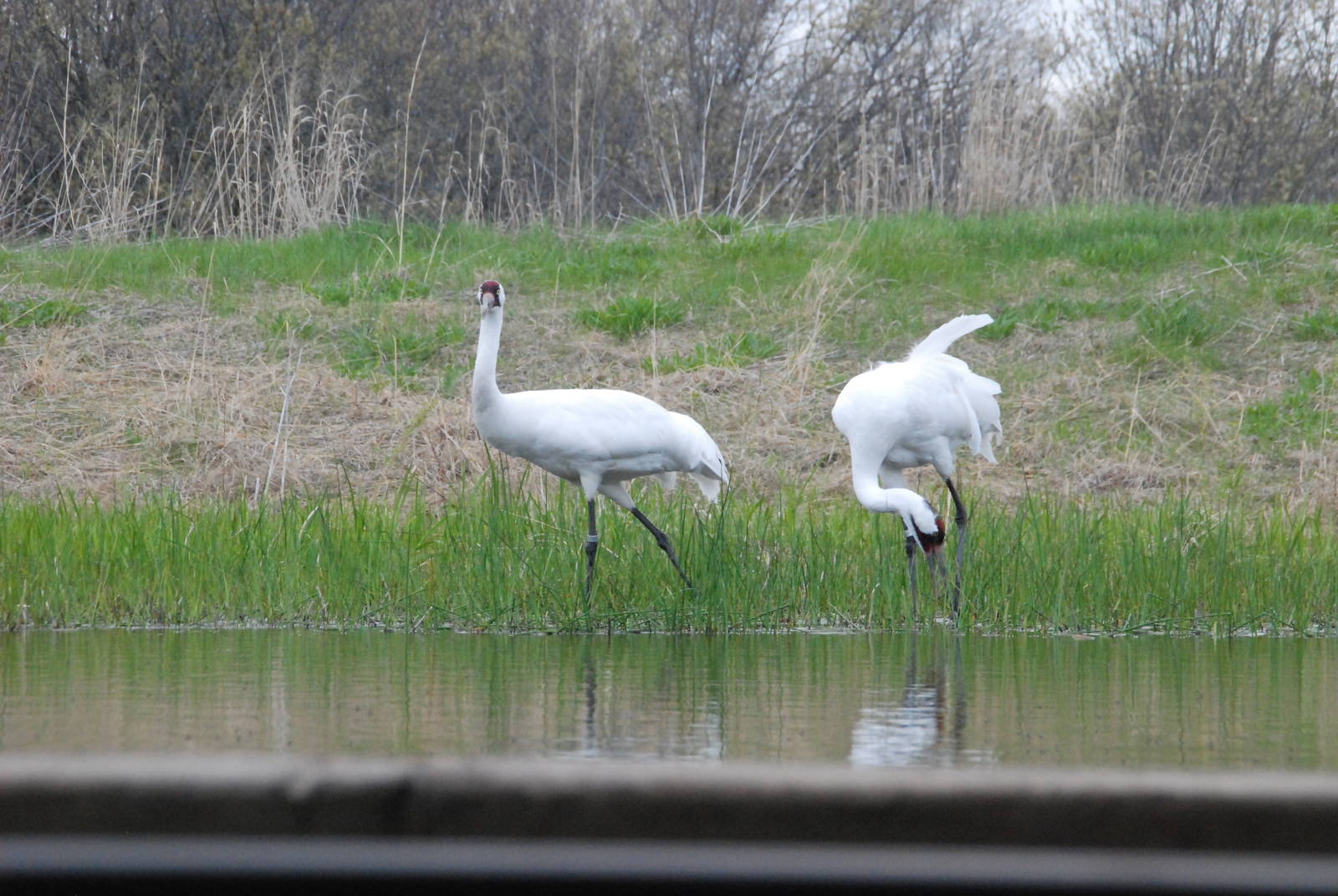 ICF - Whooping Crane