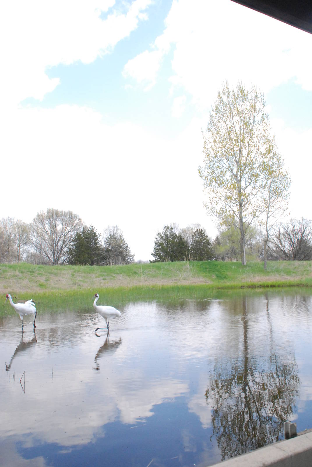 ICF - Whooping Crane