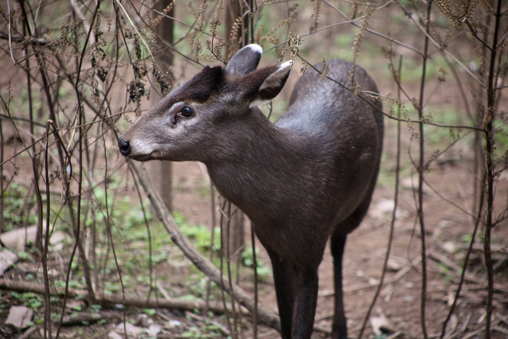 Ichang Tufted Deer (Elaphodus cephalophus ichangensis)